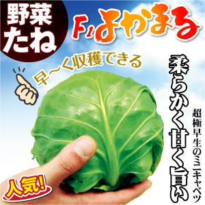 種 野菜たね キャベツ F1よかまる 1袋(3...の詳細画像2