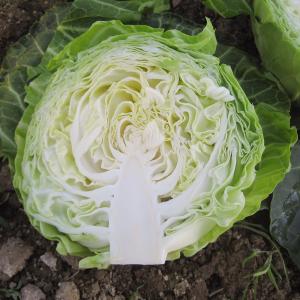 種 野菜たね キャベツ F1よかまる 1袋(3...の詳細画像3