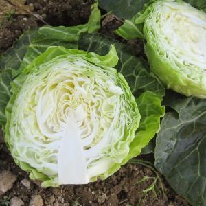 種 野菜たね キャベツ F1よかまる 1袋(3...の詳細画像4