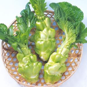種 野菜たね 菜類 丸ザーサイ（玉たかな） 1袋（コート種子200粒