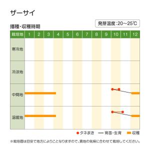 国華園 種 野菜たね 菜類 ザーサイ 1袋(コ...の詳細画像2