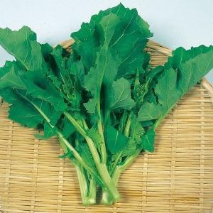 国華園 種 野菜たね 菜類 美味しいなばな 1袋（5ml） やさいの種