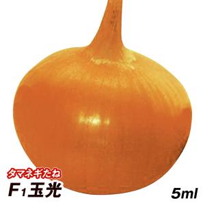 種 野菜たね タマネギ F1玉光 1袋(5ml)｜花と緑 国華園