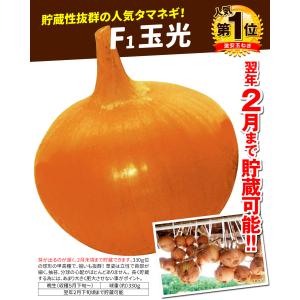 国華園 種 野菜たね タマネギ (晩生)F1玉...の詳細画像1