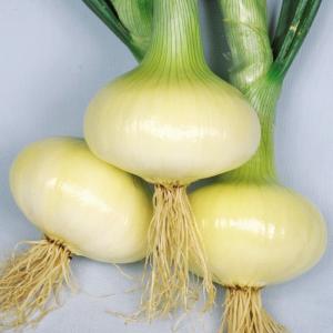 国華園 種 野菜たね タマネギ （極早生）黄陽 1袋（3ml） 玉葱 玉ねぎ やさいの種