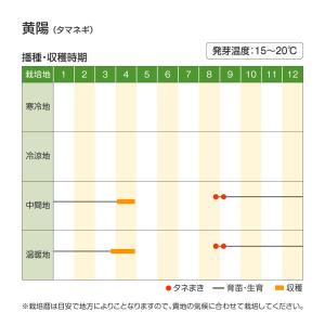 国華園 種 野菜たね タマネギ (極早生)黄陽...の詳細画像2