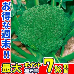 種 野菜たね ブロッコリー F1あまブロ 1袋(0.5ml)｜花と緑 国華園