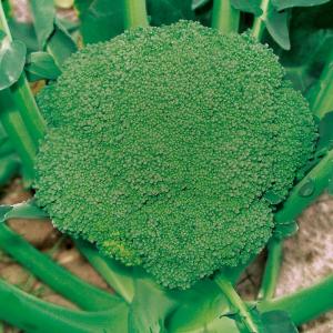国華園 種 野菜たね ブロッコリー F1あまブロ 1袋（0.5ml） やさいの種
