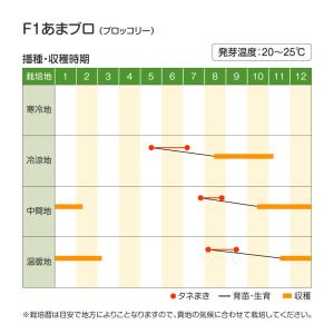 国華園 種 野菜たね ブロッコリー F1あまブ...の詳細画像3