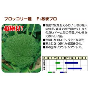 国華園 種 野菜たね ブロッコリー F1あまブ...の詳細画像2