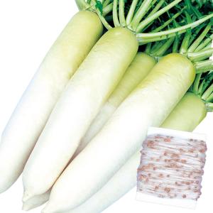 国華園 種 野菜たね シーダーテープ ダイコン F1優秀おだいこ 1袋（10m） 大根 やさいの種