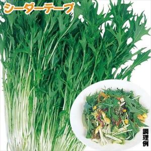 水菜 種 たね シーダーテープ サラダ京水菜 1袋(15m) ミズナ 菜類 野菜たね YTC63