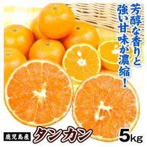 すいか 青森産 羅皇ザ・スウィート 1玉 L〜3Lサイズ 送料無料 食品 国