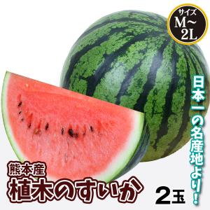 スイカ 2玉 植木のすいか 熊本産 送料無料 食品｜kokkaen