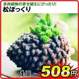 鉢 植木鉢 ポリ製 多肉植物 寄せ植え かわいい プチオアシス・松ぼっくり 1個 女性 プレゼント 国華園