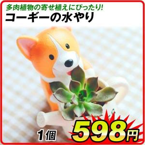 鉢 植木鉢 ポリ製 多肉植物 寄せ植え かわいい プチオアシス・コーギーの水やり 1個 女性 プレゼント 国華園