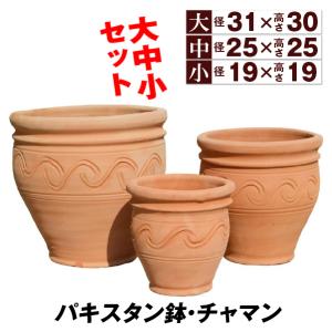 サボテン 金鯱（キンシャチ）3号ポット : 金井園芸 - 通販 - Yahoo