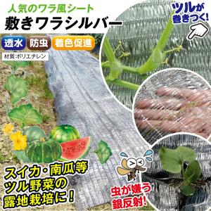 農業用マルチシート 敷きわら 敷きワラシルバー...の詳細画像1