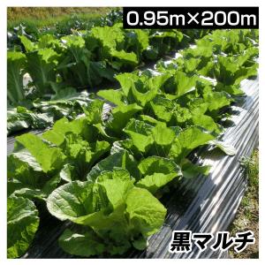 Kmaster 農業用マルチシート 農ポリ 黒マルチ 0.95×200m 2巻1組 農用