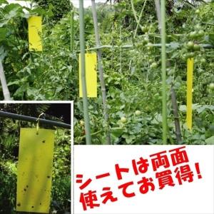 虫取りシート（10枚組）10×25cm 粘着シート 黄色 両面 吊るす ハエ取り 捕虫 害虫 コバエ 国華園｜kokkaen