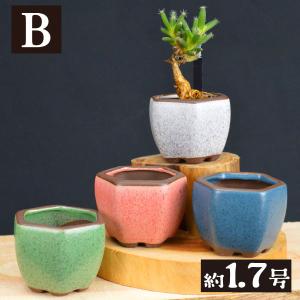 国華園 まめ盆栽鉢 匠 7種 (1箱4〜6個入...の詳細画像1