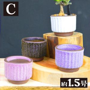 国華園 まめ盆栽鉢 匠 7種 (1箱4〜6個入...の詳細画像2
