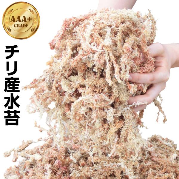 国華園 即納 水苔 水ごけ チリ産 水苔 5kg×1袋（合計約5kg)盆栽 菊 蘭 キク ラン 園芸...