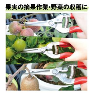 国華園 摘果鋏 1個 収穫 鋏 はさみ ハサミ...の詳細画像5
