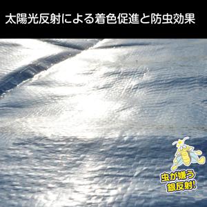 国華園 反射シート1.2×50m 1巻 反射フ...の詳細画像2