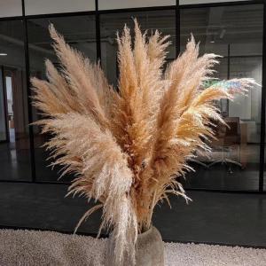 ドライフラワー 花材 ビッグテールリード パン...の詳細画像1