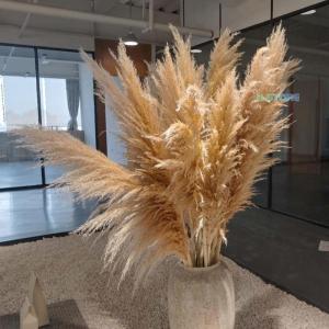 ドライフラワー 花材 ビッグテールリード パン...の詳細画像5