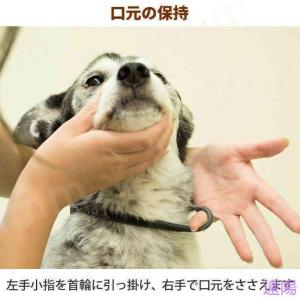 愛犬・愛猫用 歯石取り ペンチ 犬 歯石 デン...の詳細画像5