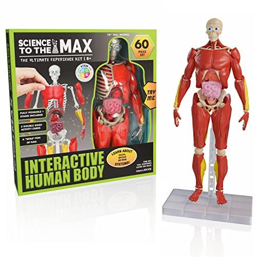 Science To The Max - Interactive Human Body