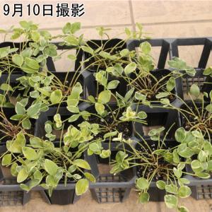 斑入りビンカミノール(ヒメツルニチニチソウ)苗...の詳細画像2