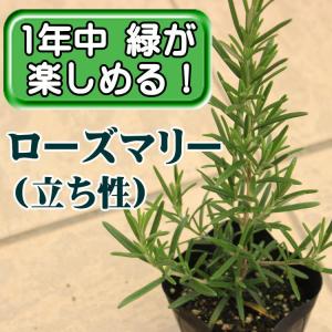 ローズマリー オフィシナリス (立ち性) 苗 ...の詳細画像1