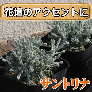 サントリナ 苗 9センチポット 3号 ハーブの商品画像