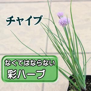 チャイブ　苗　ハーブ　９センチポット　3号
