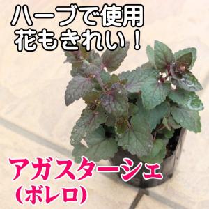 アガスターシェ ボレロ 苗 9センチポットの商品画像