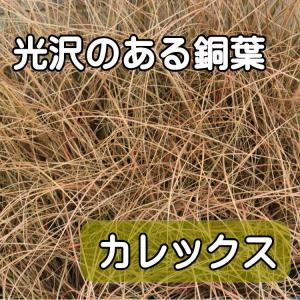 銅葉　カレックス　苗　9センチポット　3号