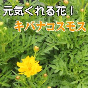 キバナコスモス イエロー 9センチポット 3号...の詳細画像1