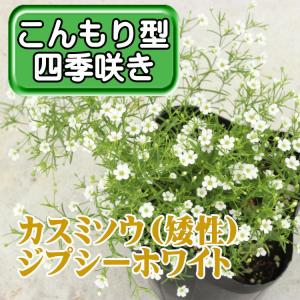 カスミソウ(矮性)ジプシーホワイト 9センチポ...の詳細画像1