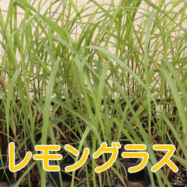 レモングラス　苗　ハーブ　9センチポット　3号