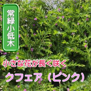 クフェア ハナヤナギ(ピンク) 苗 9センチポッ...の商品画像