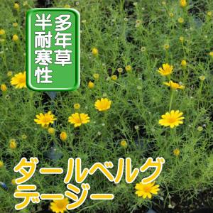 ダールベルグデイジー 苗 9センチポット 3号の商品画像
