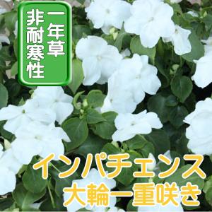 インパチェンス ホワイト 苗 9cmポット 3号の詳細画像2