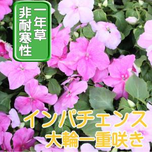 インパチェンス ピンク 苗 9cmポット 3号の詳細画像2