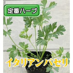 イタリアンパセリ ハーブ 苗 9センチポット 3号の詳細画像1