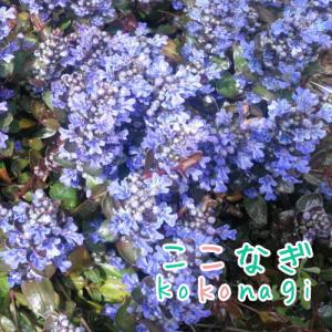 アジュガ　チョコレートチップ　苗　９センチポット　3号