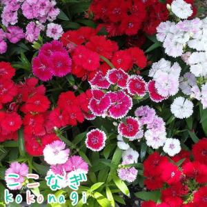 送料無料・12Pセット】四季咲き ナデシコ テルスター 苗 9センチポット