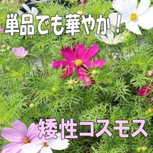 矮性コスモス　ミックス　苗　9センチポット　3号　秋桜　こすもす｜ここなぎ